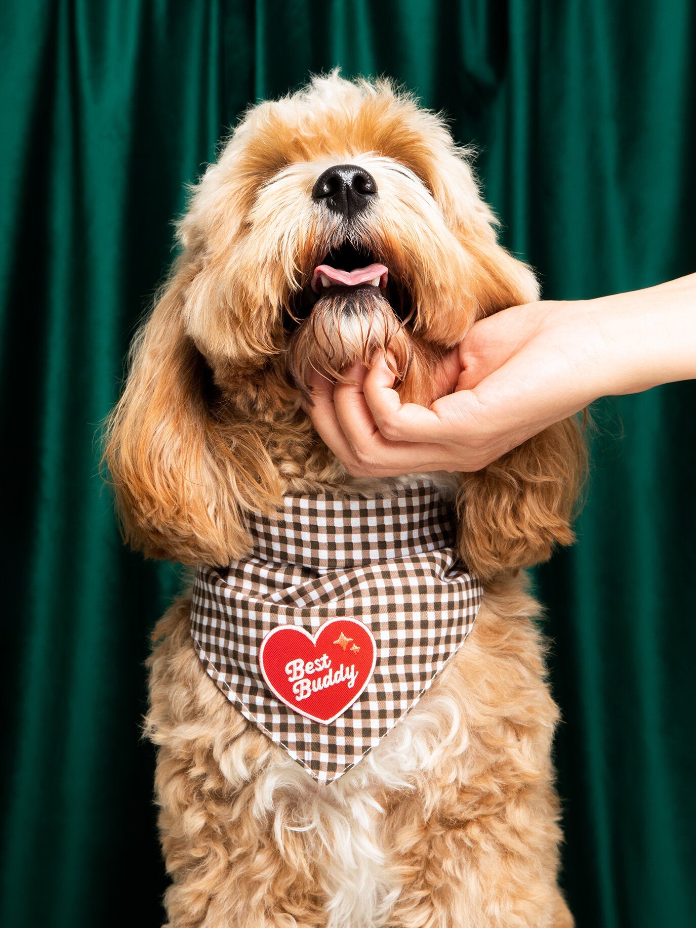 For Dogs