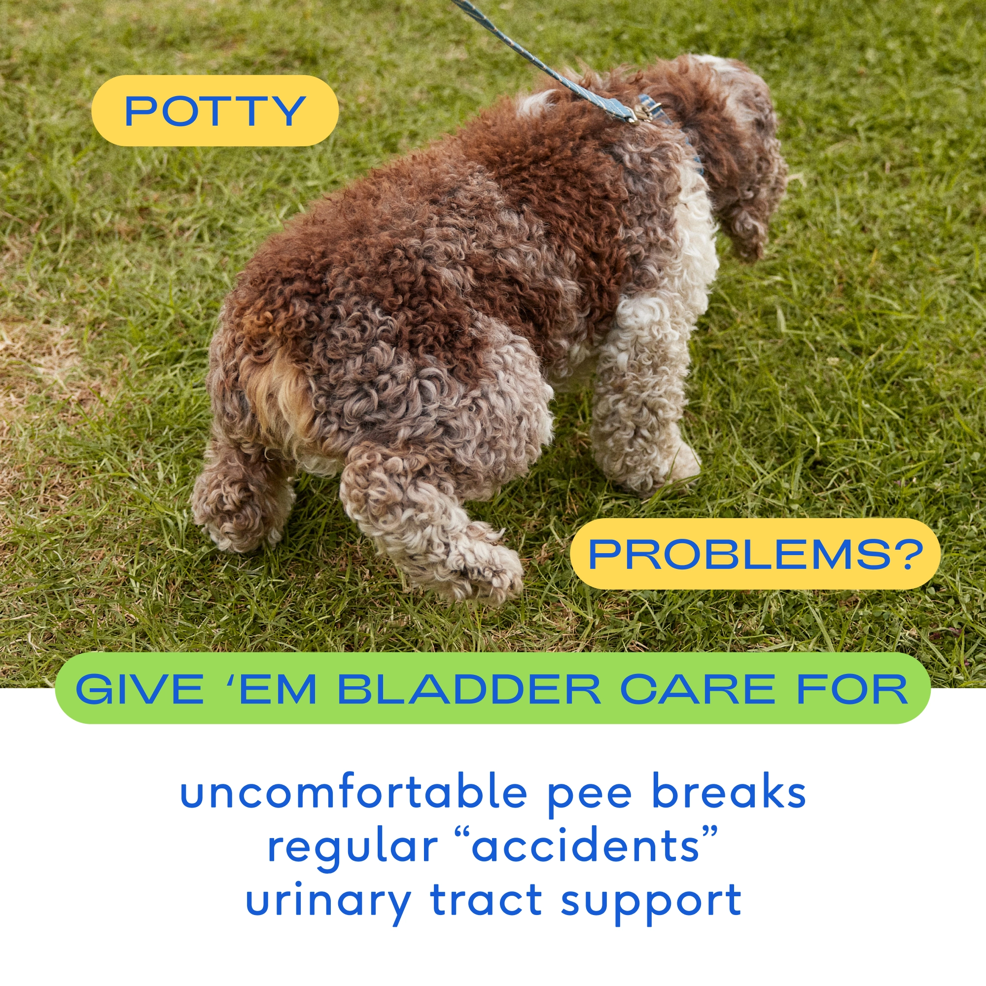 Bladder