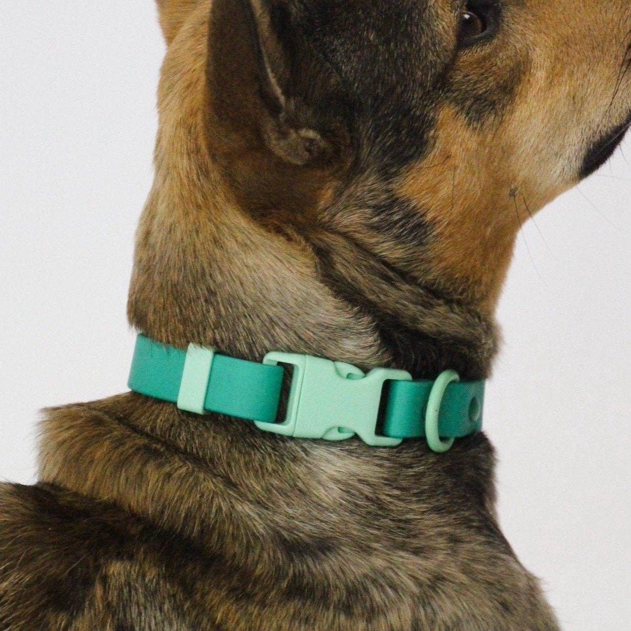 The Fritz Collar