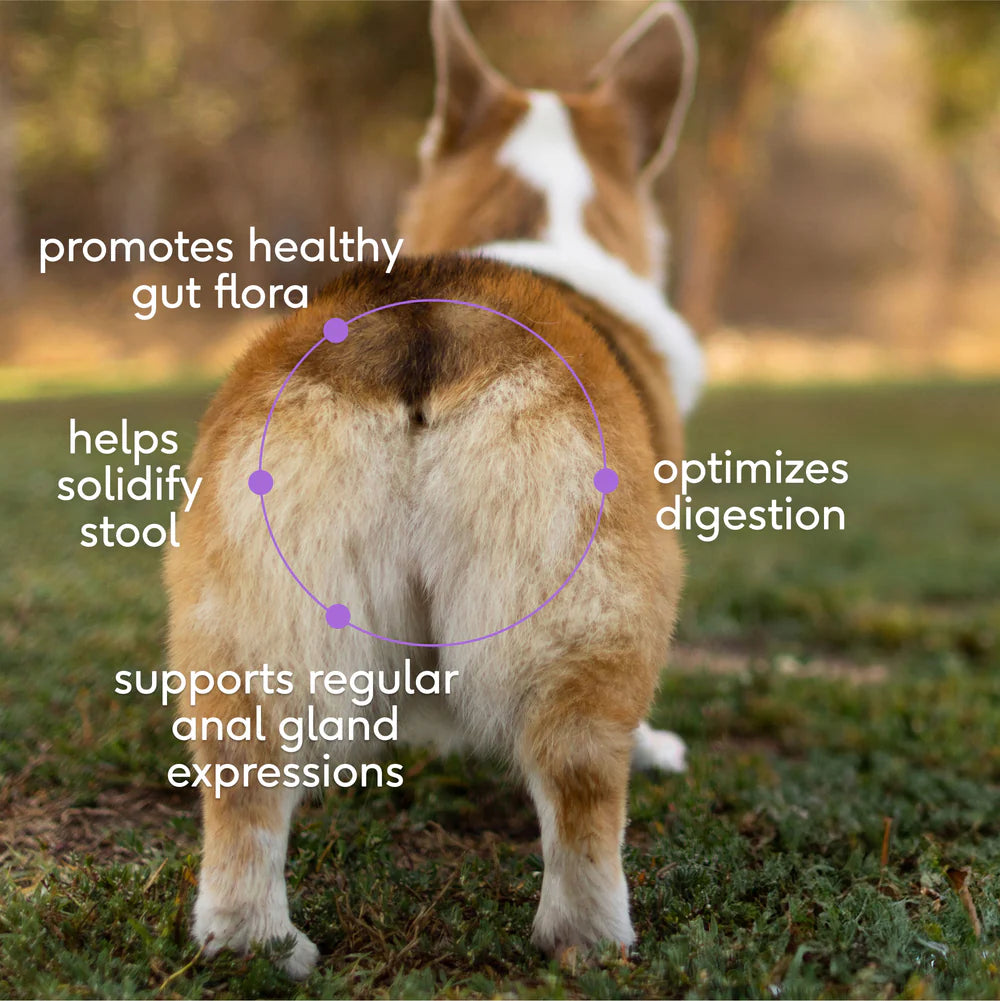 Wondergland Supplement