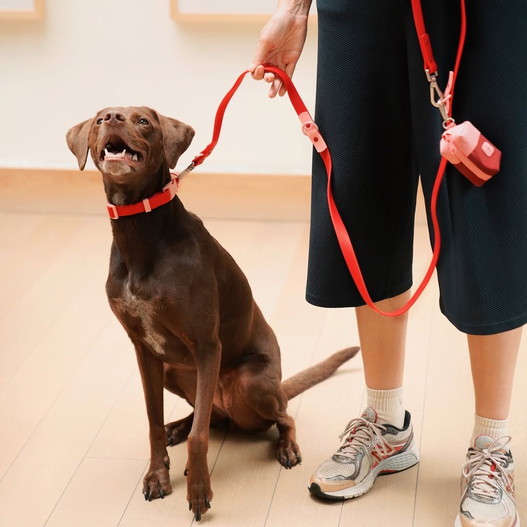 Fritz Collar + Leash Walk Set