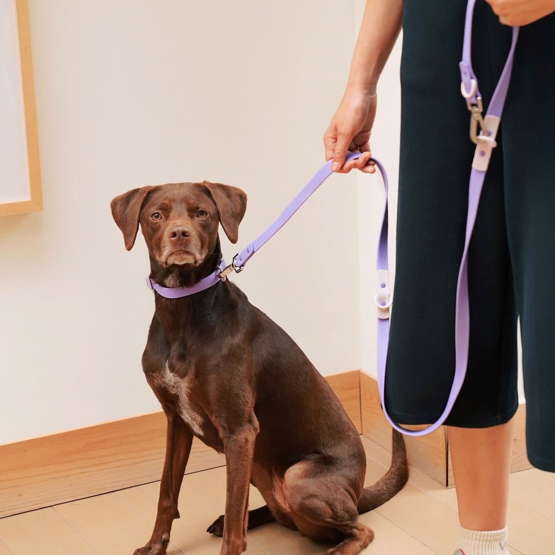 Fritz Collar + Leash Walk Set