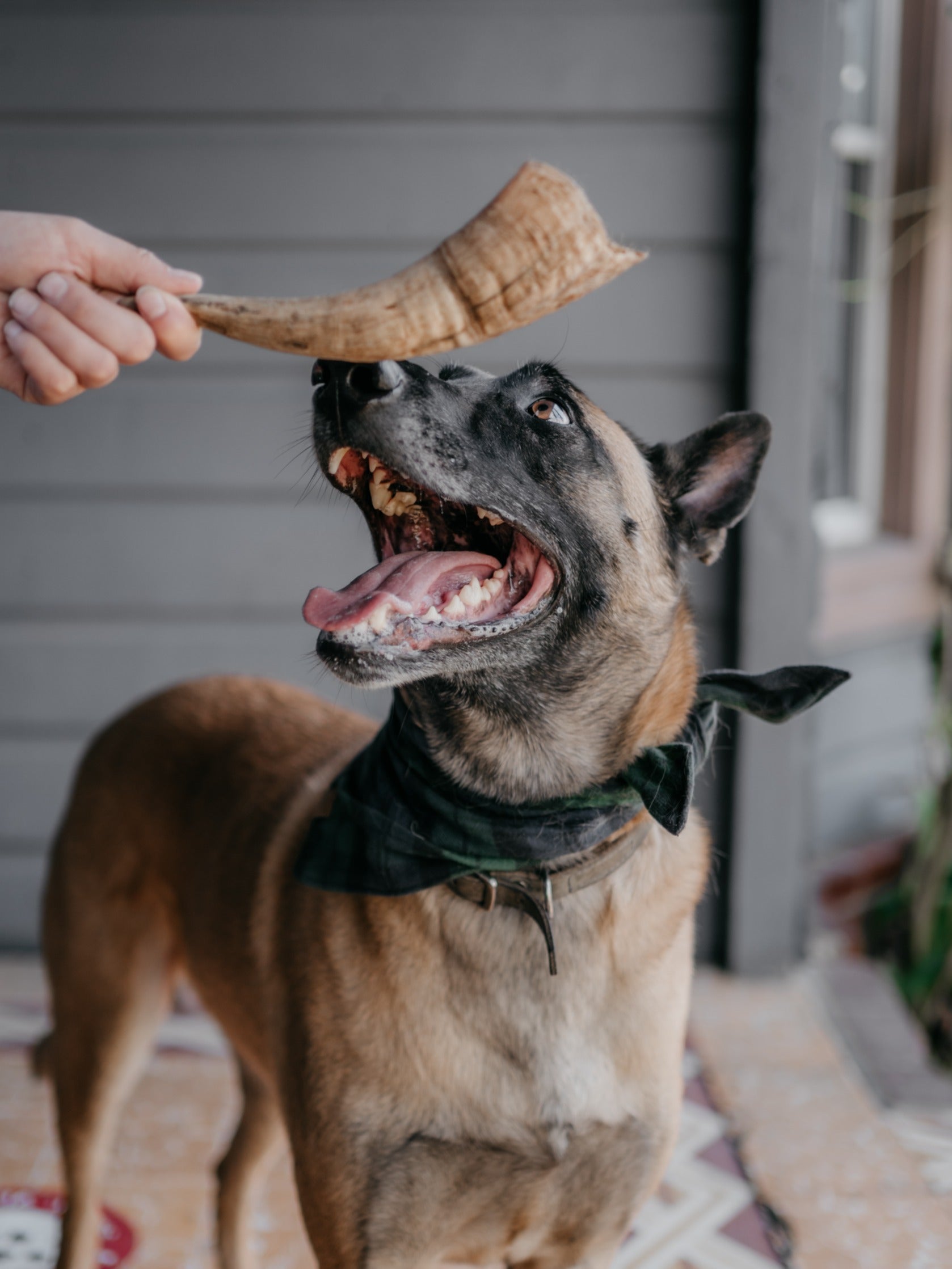 Goat Horn Chew