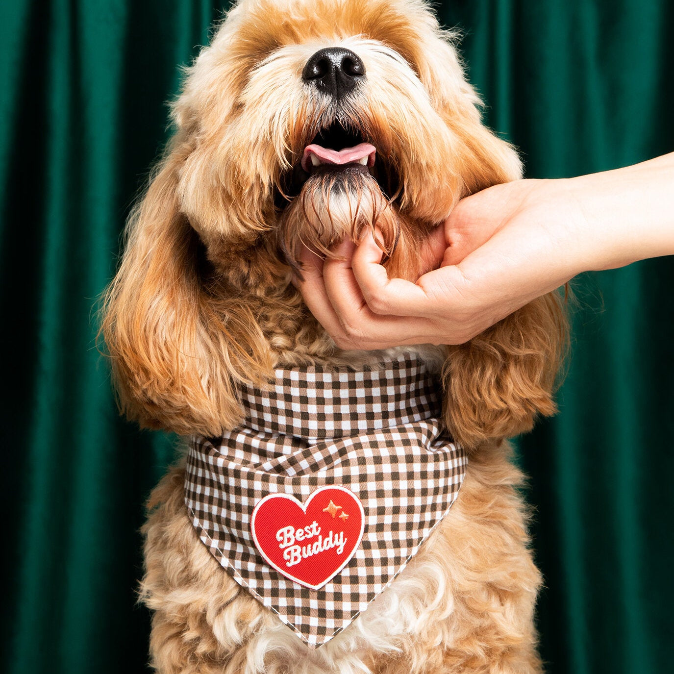 For Dogs