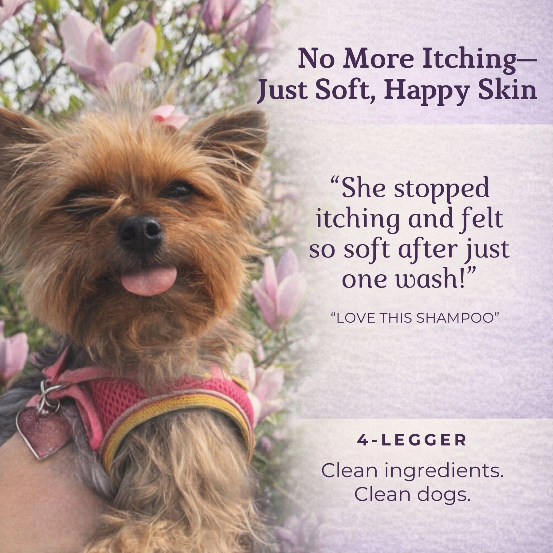 CALM Organic Lavender Dog Shampoo with Calendula & St. John's Wort