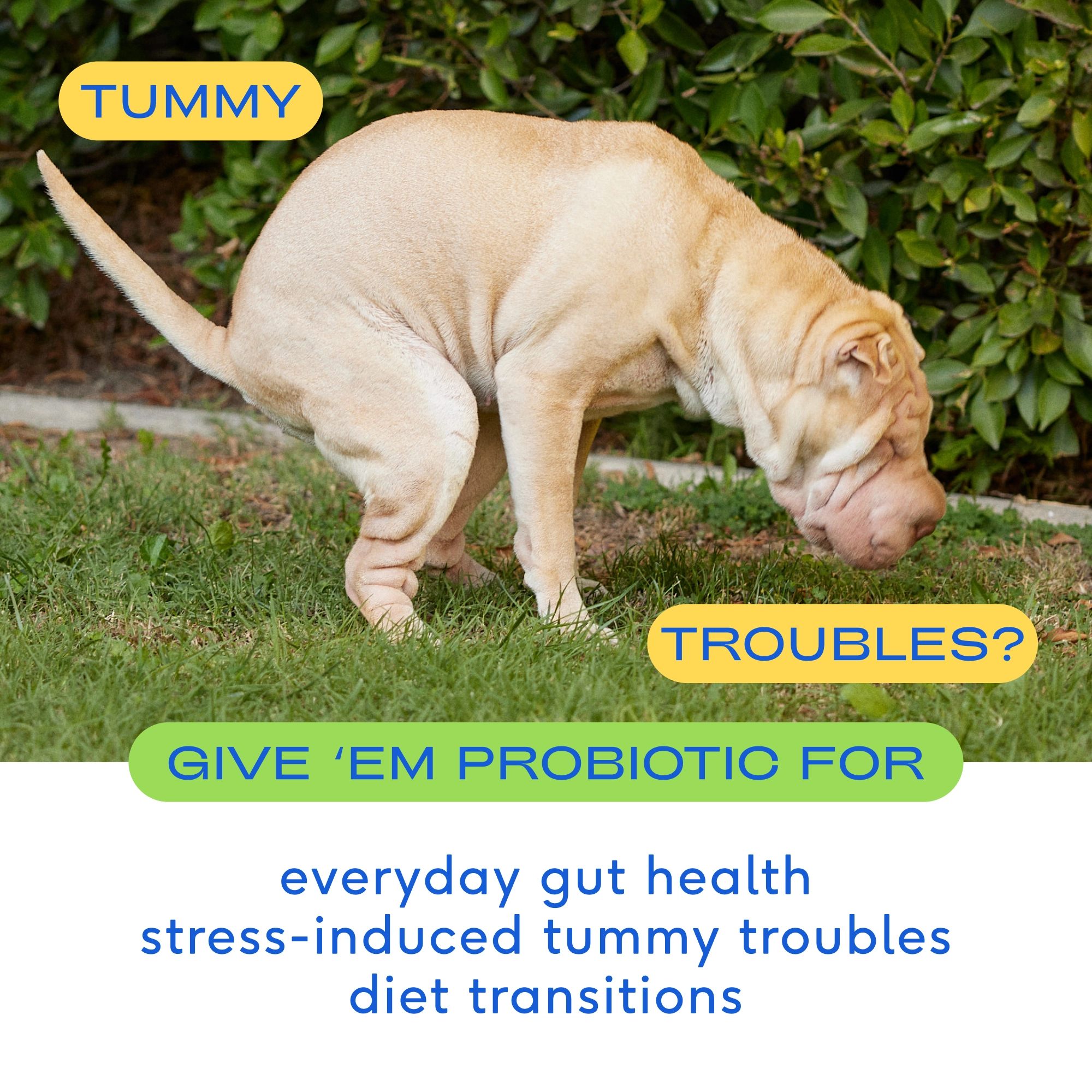 Probiotic Topper