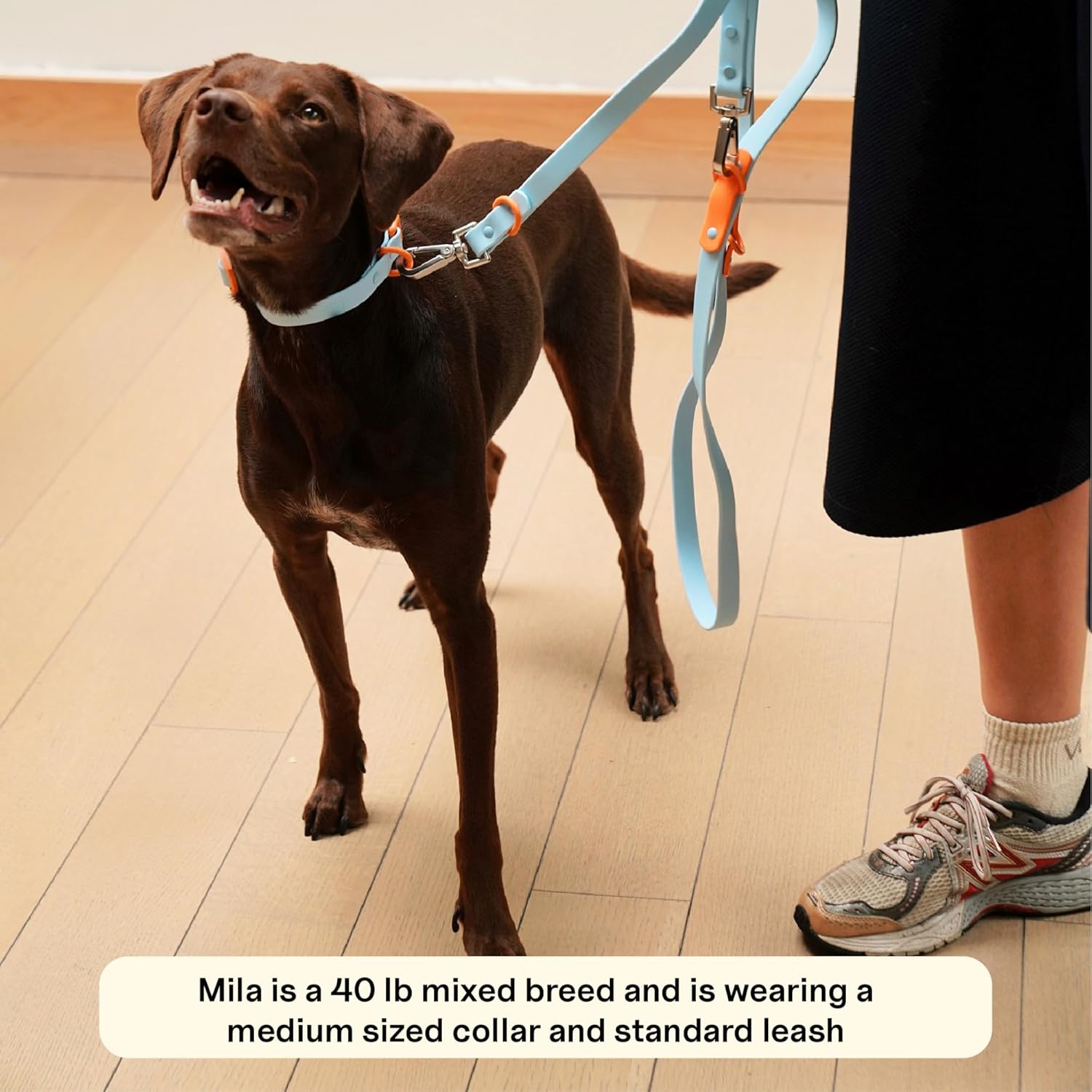 The Fritz Collar