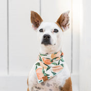 Peaches & Cream Dog Bandana