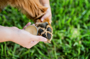Boo Boo Balm | Lick-Safe Balm for Dogs & Cats | Paws + Body