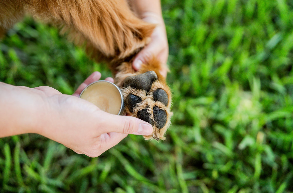 Boo Boo Balm | Lick-Safe Balm for Dogs & Cats | Paws + Body