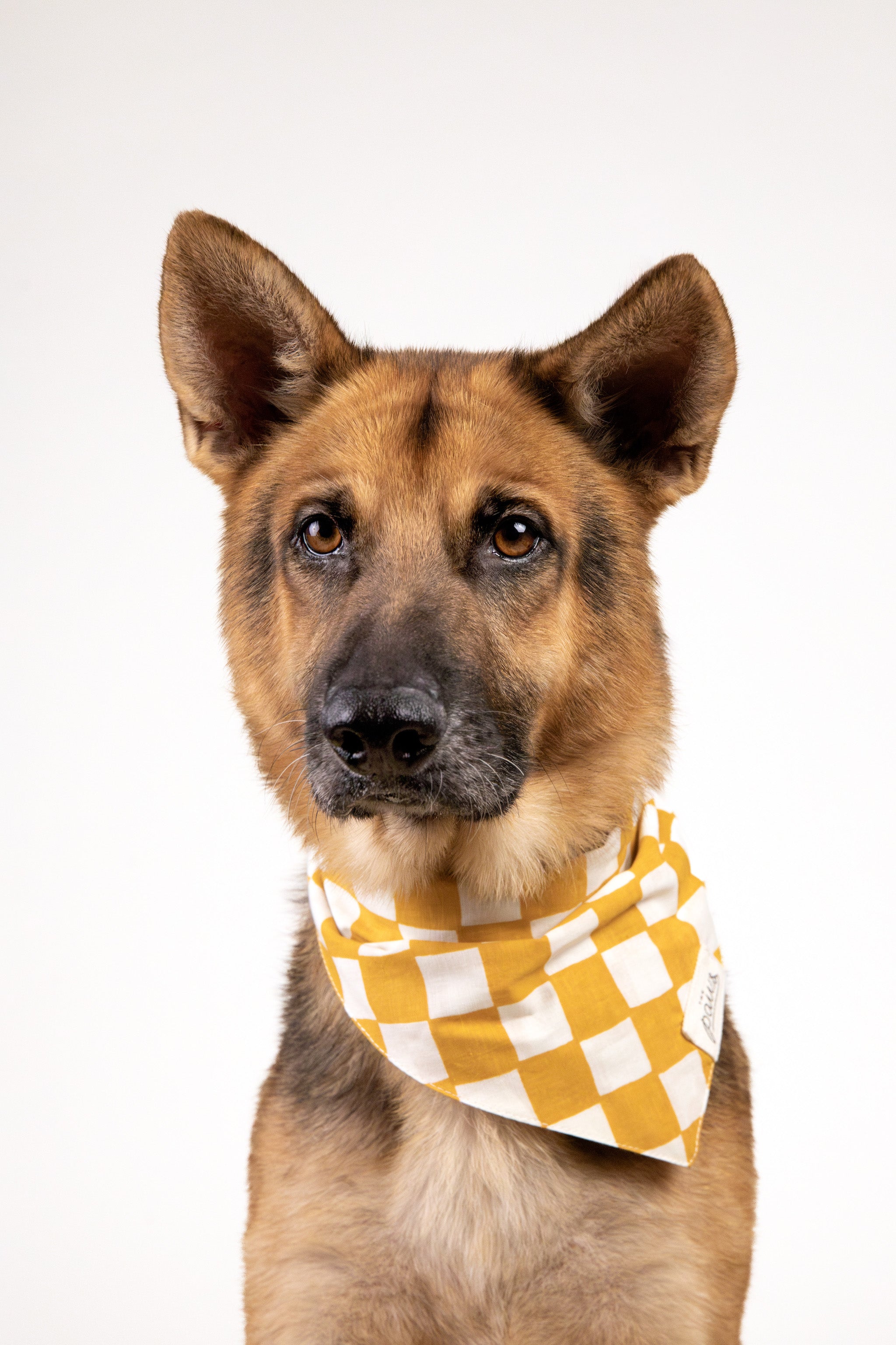 Legend Dog Bandana