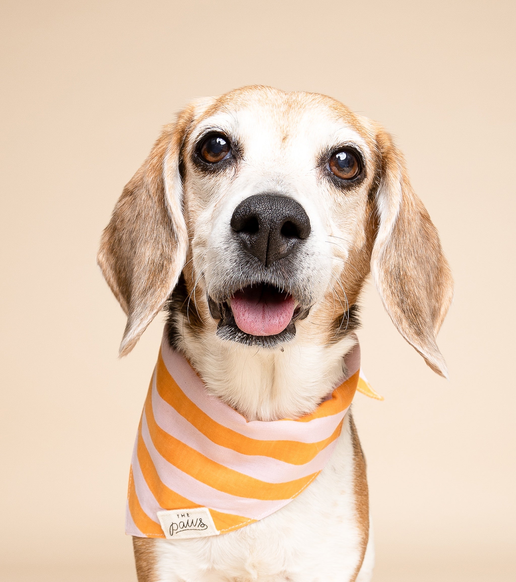 Nusa Dog Bandana