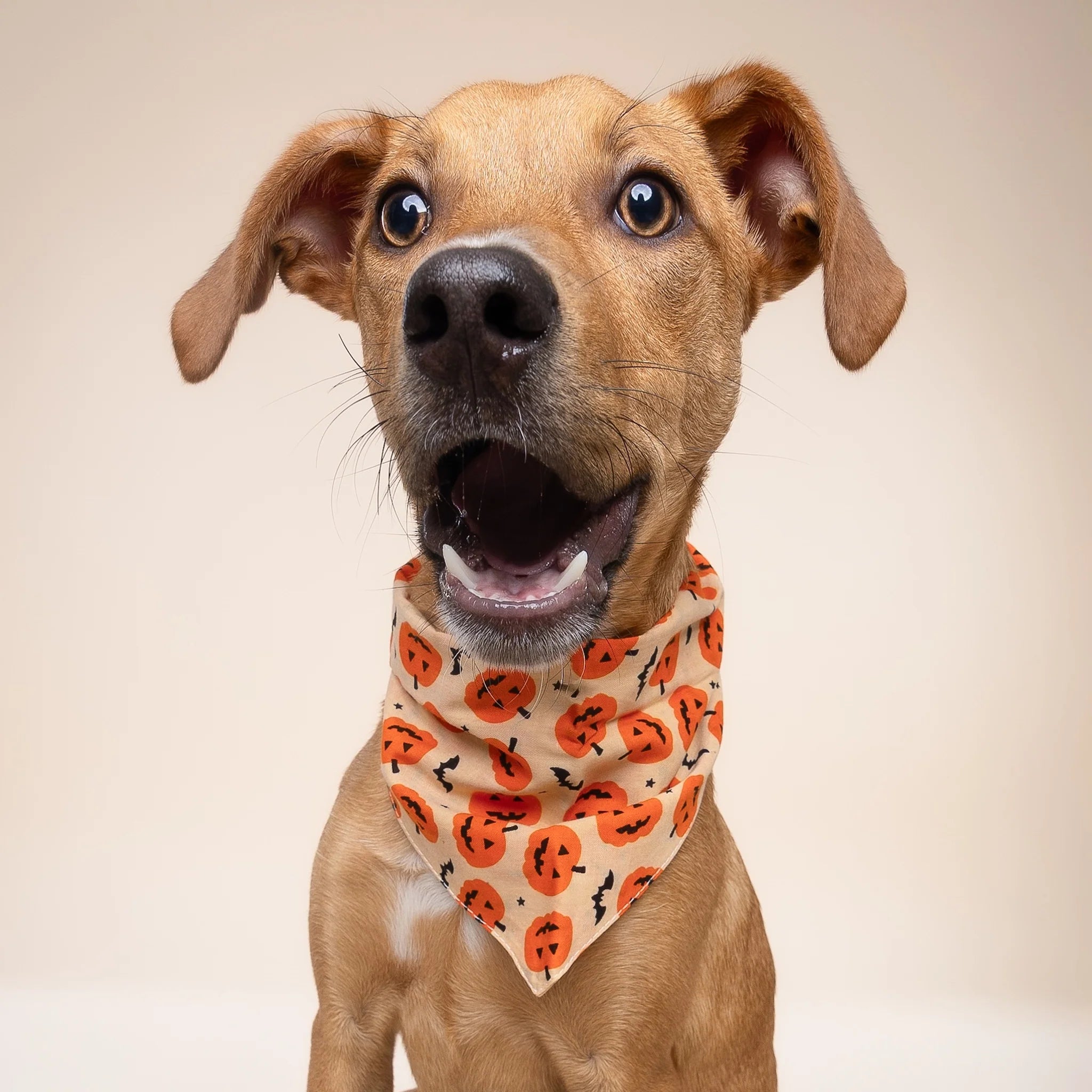 Pupkin Halloween Dog Bandana