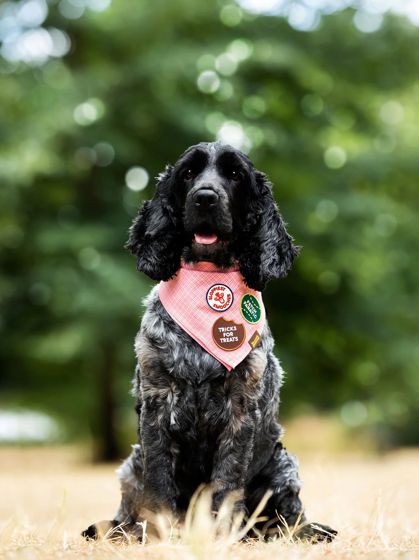 SH_Badges_01.webp