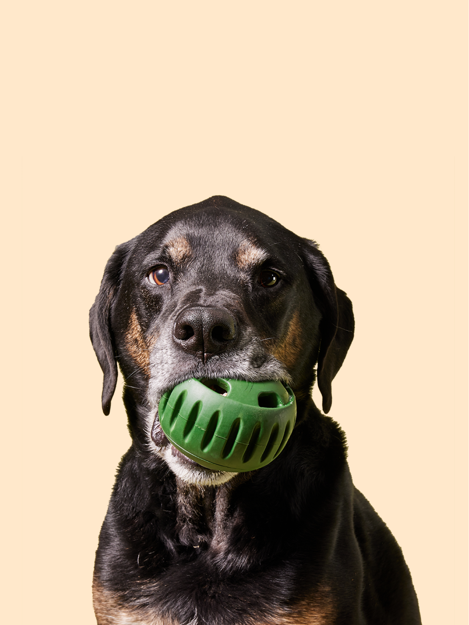 The Pupsicle