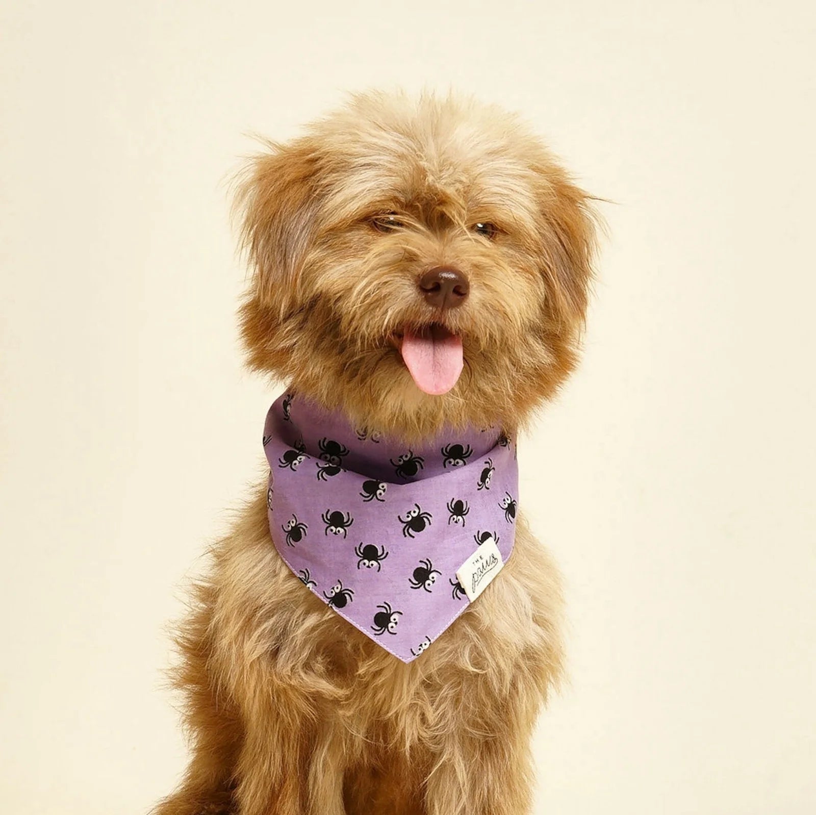 Spiders Dog Bandana