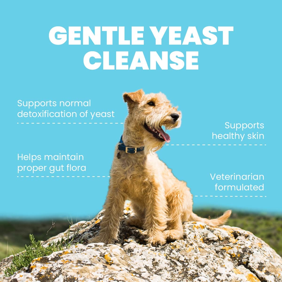 four-leaf-rover-yeast-guard-anti-fungal-herbs-for-dogs-32320531038255.jpg