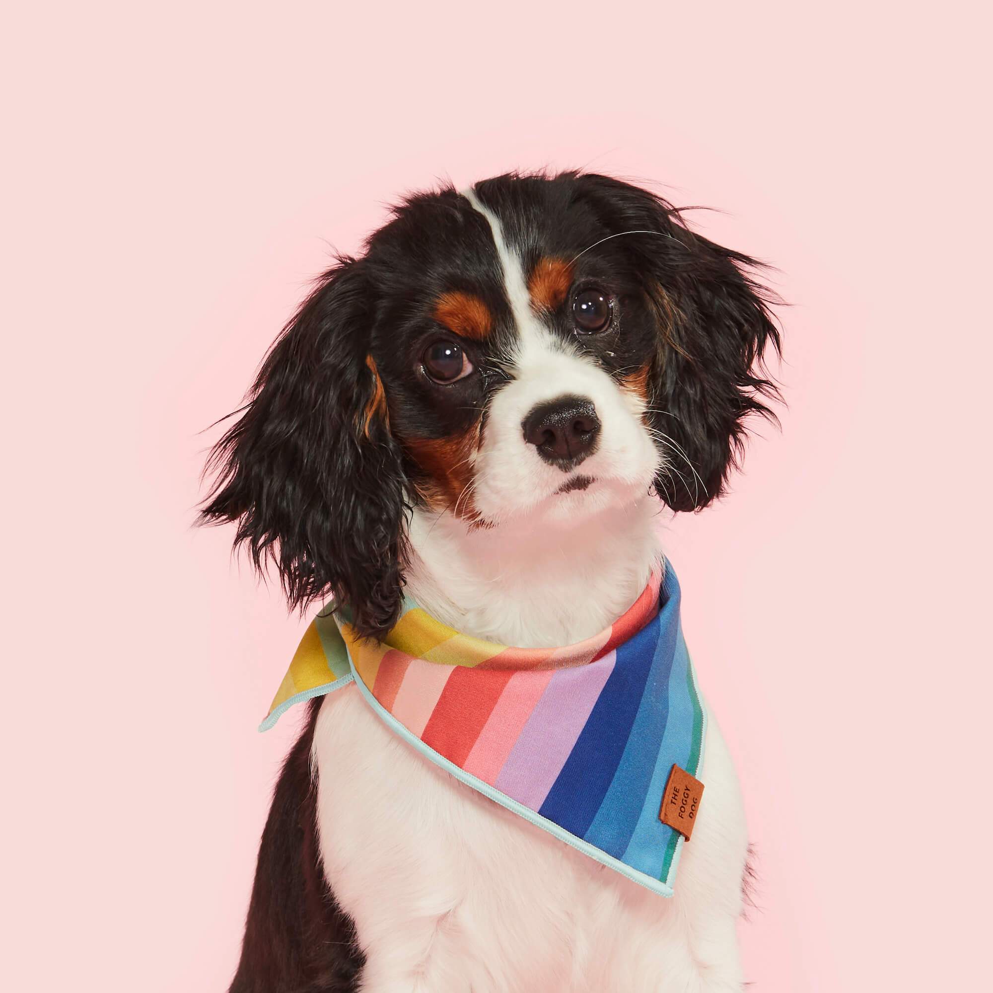 Over the Rainbow Dog Bandana