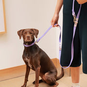 Fritz Collar + Leash Walk Set