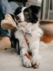 Bully Stick